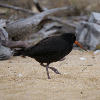 Variable Oystercatcher